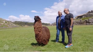 גידי ואהרוני פוגשים אלפקה