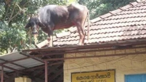 דברים שיכולים לקרות רק בהודו!