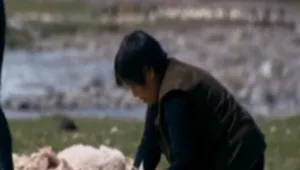 צפו: הצעירים שמעדיפים כבשים על סמארטפונים