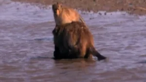 אהרוני וגידי מציגים: קופים שצדים סרטנים עם הזנב