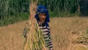 מרהיב ביופיו: אהרוני וגידי מבקרים במקום שבו נולד האורז