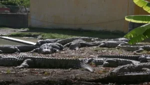 פטריות ברגליים ותנינים: "הכיף" שאתם מפסידים ברמת הגולן