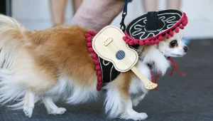 האישה שנישלה את ילדיה מהצוואה והורישה מיליונים לכלבה