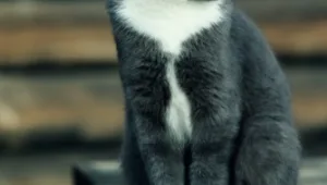 גב האומה: אודי כגן ומיצי לות'ר קינג