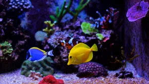 דג שמן: האקרים פרצו לקזינו דרך האקווריום החכם במתחם