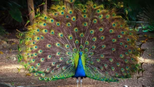 מדוע לטווס יש זנב כל כך גדול ומפואר? נפרדים מהישראלי שגילה לעולם את הסוד