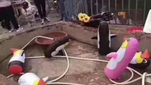 באי גן החיות הזה לא ציפו להפתעה שהמתינה להם שם