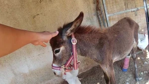 צפו: עייר פצוע חולץ מהשטחים לאחר שעבר התעללות