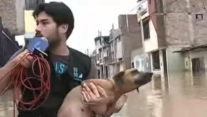 באמצע שידור חי: הכתב הפסיק את הדיווח כדי להציל כלב טובע