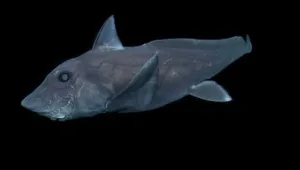 בפעם הראשונה בהיסטוריה: היצור המסתורי הזה נלכד בעדשת מצלמה