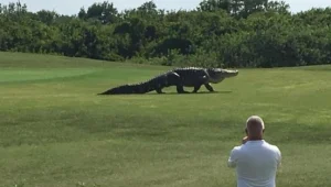 פארק היורה גרסת המציאות : שיחקו גולף ואז המפלצת הזו הופיעה