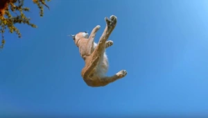 גלו אחת ולתמיד: כיצד חתולים נוחתים תמיד על ארבע?