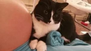 כובשת את העולם: החתולה של ליאל שמרה עליה לאורך כל ההריון והפכה לכוכבת רשת