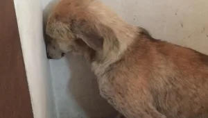שובר את הלב: מה גרם לכלבה הזו לפחד כל כך?