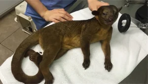 בת 99 התעוררה משנתה לגלות את היצור הזה ישן עליה