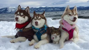 משפחה שכזו: החתלתולה הזו אומצה על ידי כלבת האסקי סיבירית וזה פשוט מקסים