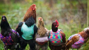 מחמם את הלב והנשמה: האישה שסורגת סוודרים לתרנגולות