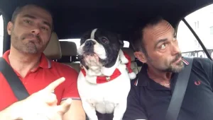 כובש את הרשת: הבולדוג הצרפתי ששר ריהאנה