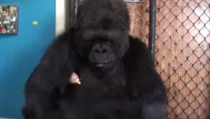 צפו: המתנה שקוקו הגורילה קיבלה ליום הולדתה תרגש גם אתכם