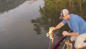 ויראלי: יצאו לדוג דגים ובמקום זאת דגו חתולים. צפו