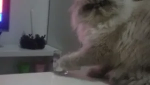 האם זה החתול הכי מרושע ברשת?