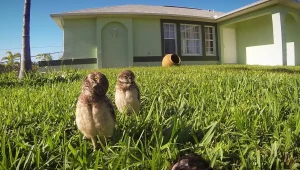 קורע מצחוק: ינשופים בתחרות ריקודים