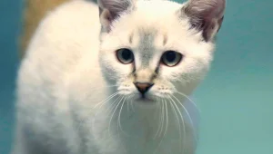 בואו לאמץ בעל חיים