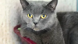 5 כלבים וחתולים מחכים שתאמצו אותם