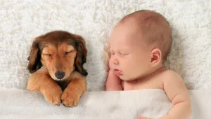 האם כלבים וחתולים מפתחים רגש לעובר?