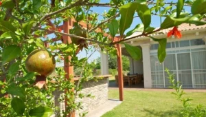 לבחור נכון: כך נטפל בצמחים בקיץ