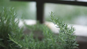 לבחור נכון: איך ננקה את גופנו מרעלים?