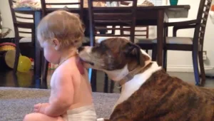 חיים בריא: חיות מחמד טובות לבריאות