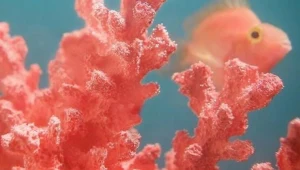 אנחנו בשוק! צבע השנה של פנטון לשנת 2019 הוא...