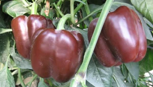 למה המדינה רוצה שהחקלאים יפסיקו לגדל פלפלים?