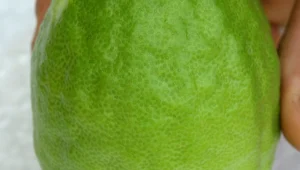 אל תהיה אתרוג!