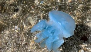 10 דברים שאנחנו שונאים בים