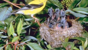 סדר יום חדש: איך להתמודד עם הקן המתרוקן