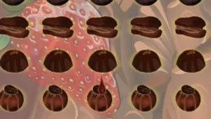 פולשי השוקולד