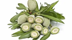 סלטים • 2 מתכונים עם שקדים ירוקים