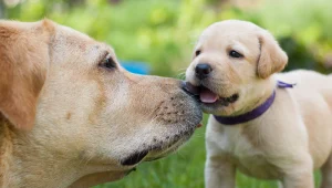 חיי כלב: פותחה שיטה חדשה ומדויקת לחישוב גיל כלבים בשנות אדם