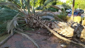 עץ דקל נפל מהרוח בעמק חפר - ופגע בשתי ילדות בדרכן לבית הספר