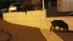 תושבים נגד חזירים: סוגיית הטיפול בחיות הבר - שמפלגת את חיפה