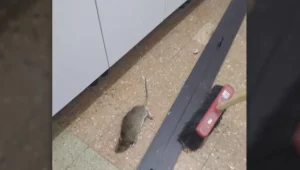 "בגודל של חתול": החולדות שמסתובבות בגן הילדים בבת ים • תיעוד