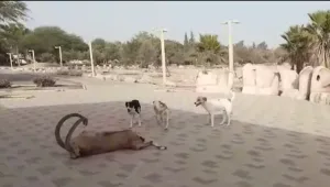 "ראינו שהוא במצוקה": המשפחה שהצילה יעל שהותקף ע"י כלבי בר