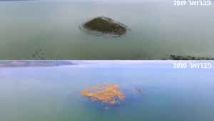 האי בכינרת כמעט ונעלם: צפו בצילומי הרחפן מהיום - ולפני שנה
