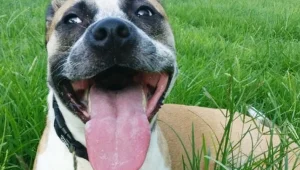 חברו הטוב של האדם: בעלי כלבים בסיכון נמוך למחלות לב חוזרות