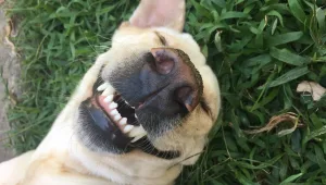 חמש עם שרון גל 06.08.20 התכנית המלאה - בדיקה עם ליטוף