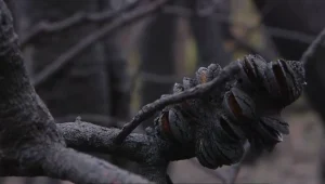 שממות שחורות ושרידי בע"ח: באוסטרליה מנסים להתאושש מהשריפות