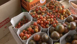 ישר מהשדה: שף יוסי שטרית במיזם שמחבר חקלאים - ישירות לצרכנים