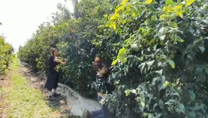 "באנו להתאוורר": הצעירים שהתגייסו להציל את הקטיף בעמק חפר